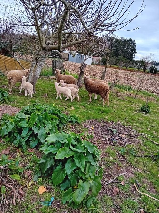Ovelhas fêmeas novas