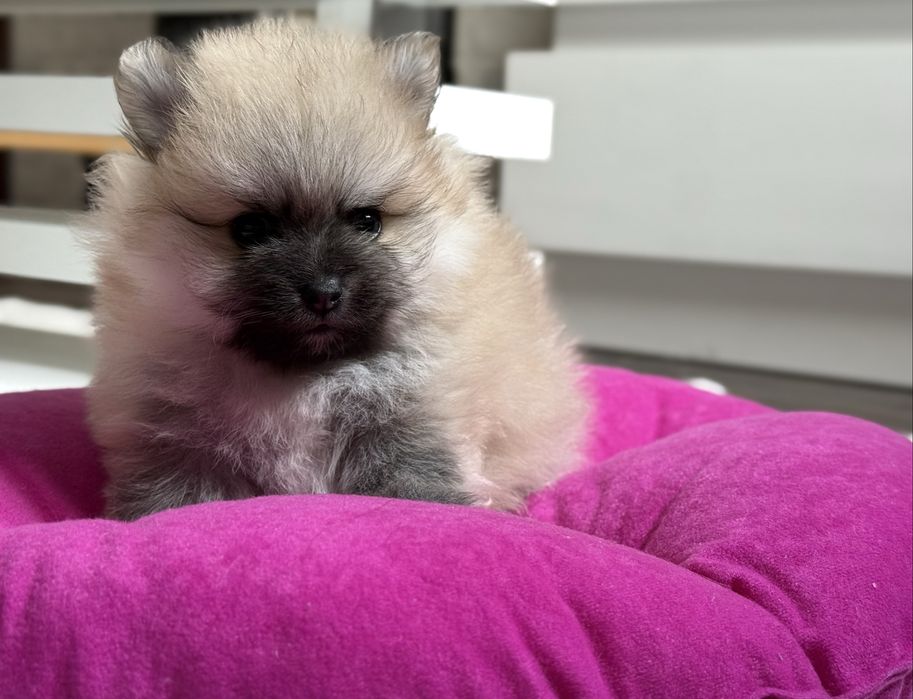 Szpic miniaturowy pomeranian, suczka  orange sable.