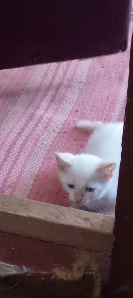 Нарисую вашего питомца