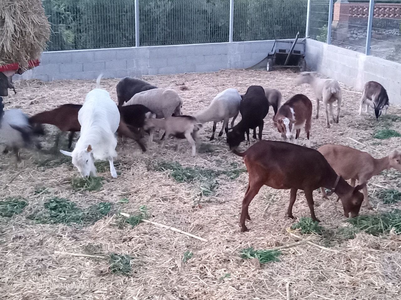 Ovelhas e cabras