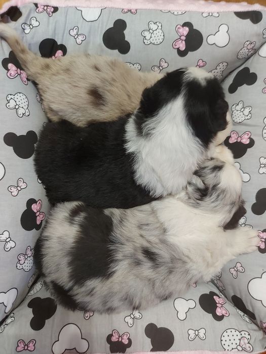 Border Collie suczka red merle z badaniami genetycznymi.