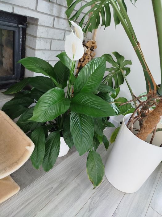 Монстера велика пишна