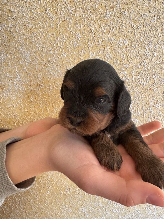 Cavapoo, Cavalier King Charles Spaniel, Pudel