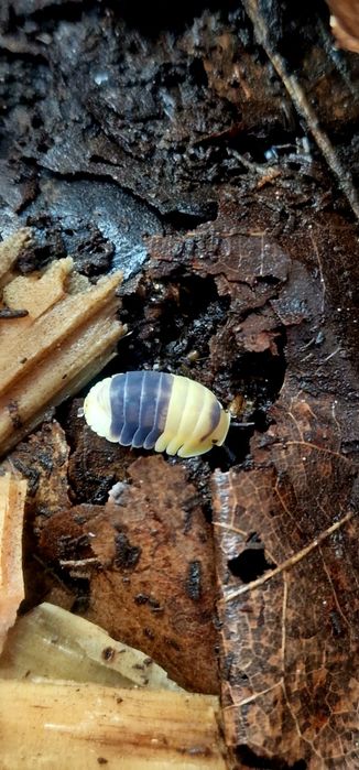 Cubaris bumble bee Isopody/kulanki/ekipa sprzątająca 10 szt. NAJTANIEJ
