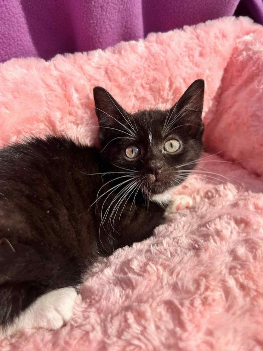 Czarna piękność do adopcji!