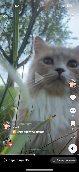 Котик Британец Длинношерстный 1год Кастрирован