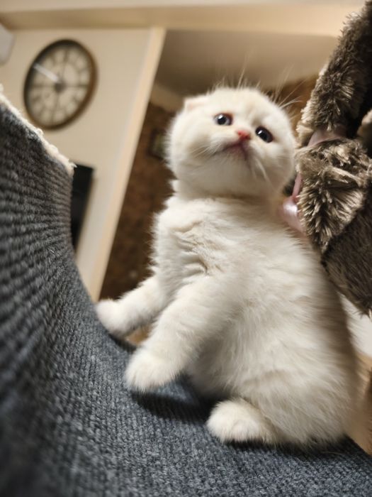 Gatinho Scottish fold