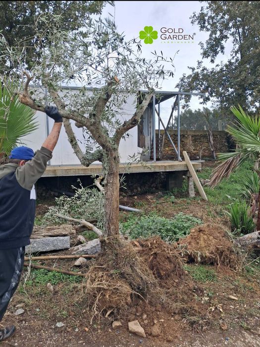 Oliveiras a Bom Preço