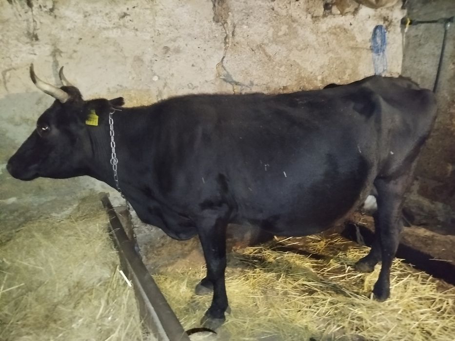 Продам корову. Тільна з п'ятим тельом.