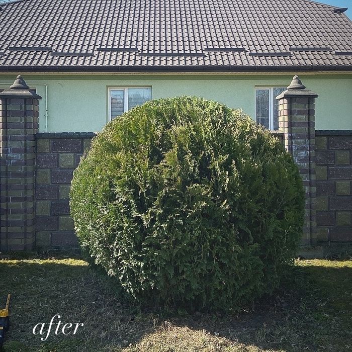 Декоративна стрижка та обрізка зелені, хвойних дерев та кущів, та ін