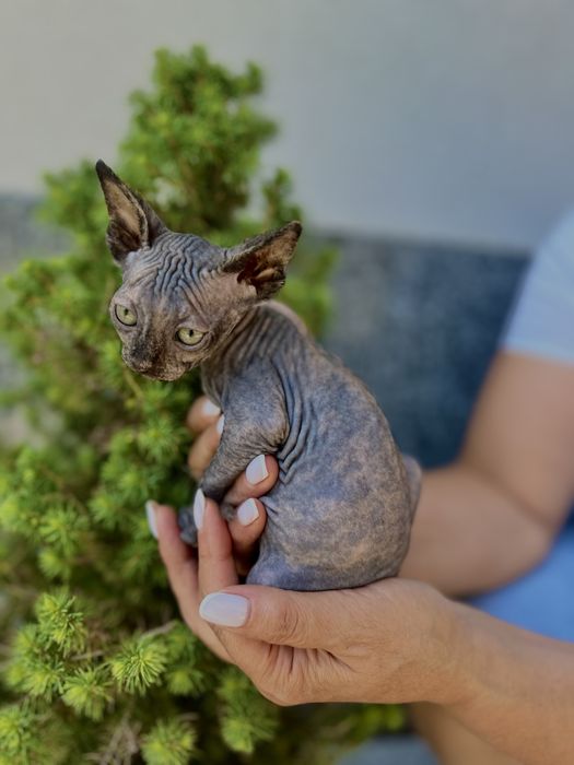 Продам кошеня породи канадський сфінкс