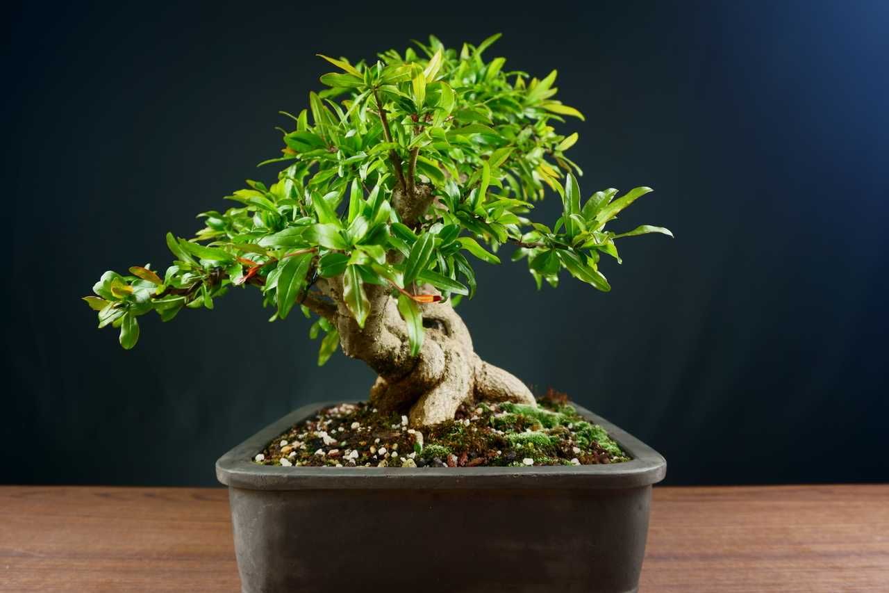 Bonsai Romanzeira / Punica Granatum L.