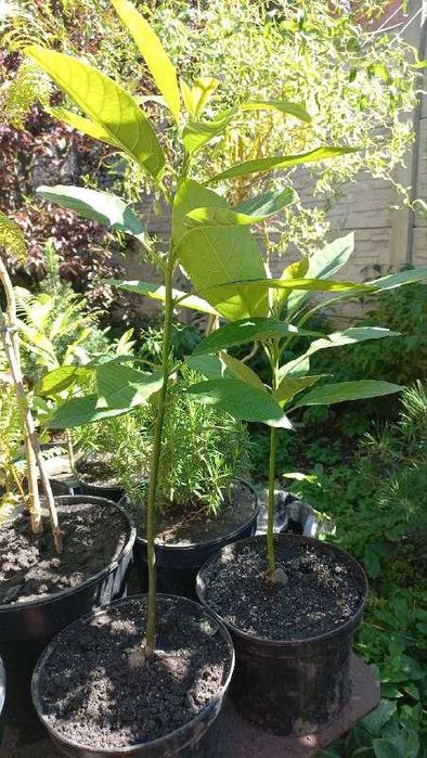 Продам инжир/жакаранду/авокадо/розы/гибискус/хризантемы/колеусы и др