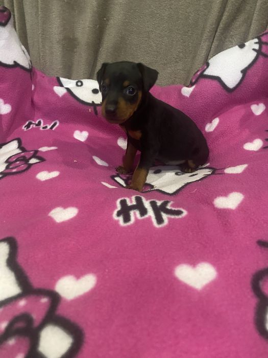 Мальчишка цвергпинрера