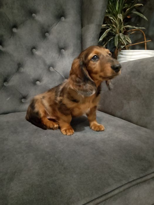 Jamnik długowłosy merle