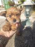 Yorkshire Terrier  gold ,dourado,vacinado e desparasitado