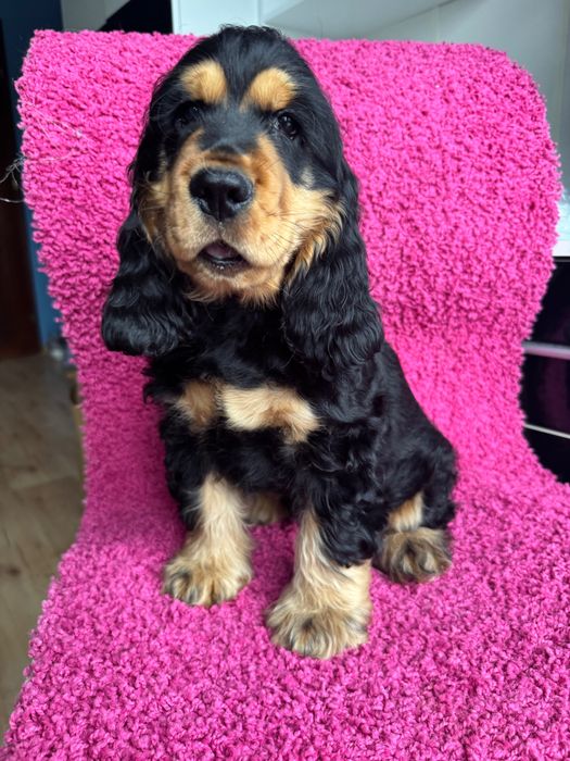 Cocker Spaniel Angielski