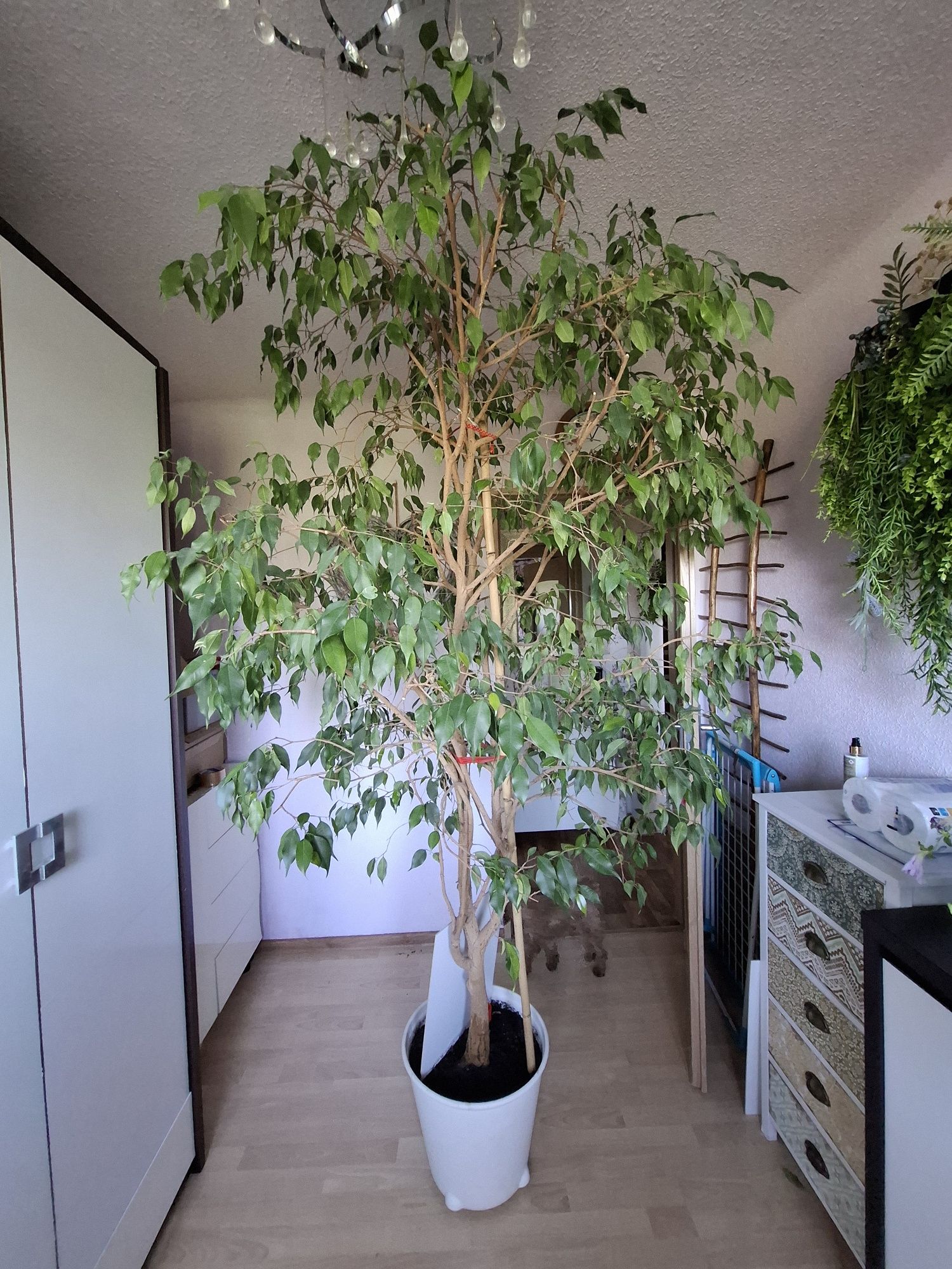 Fikus 2.5 m z doniczka