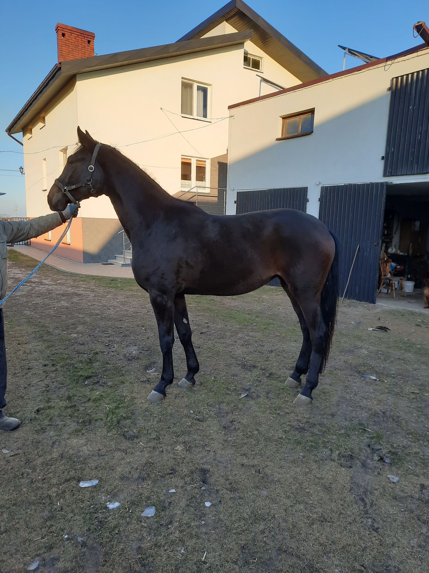 Konie Lądek Rekreacja Sport