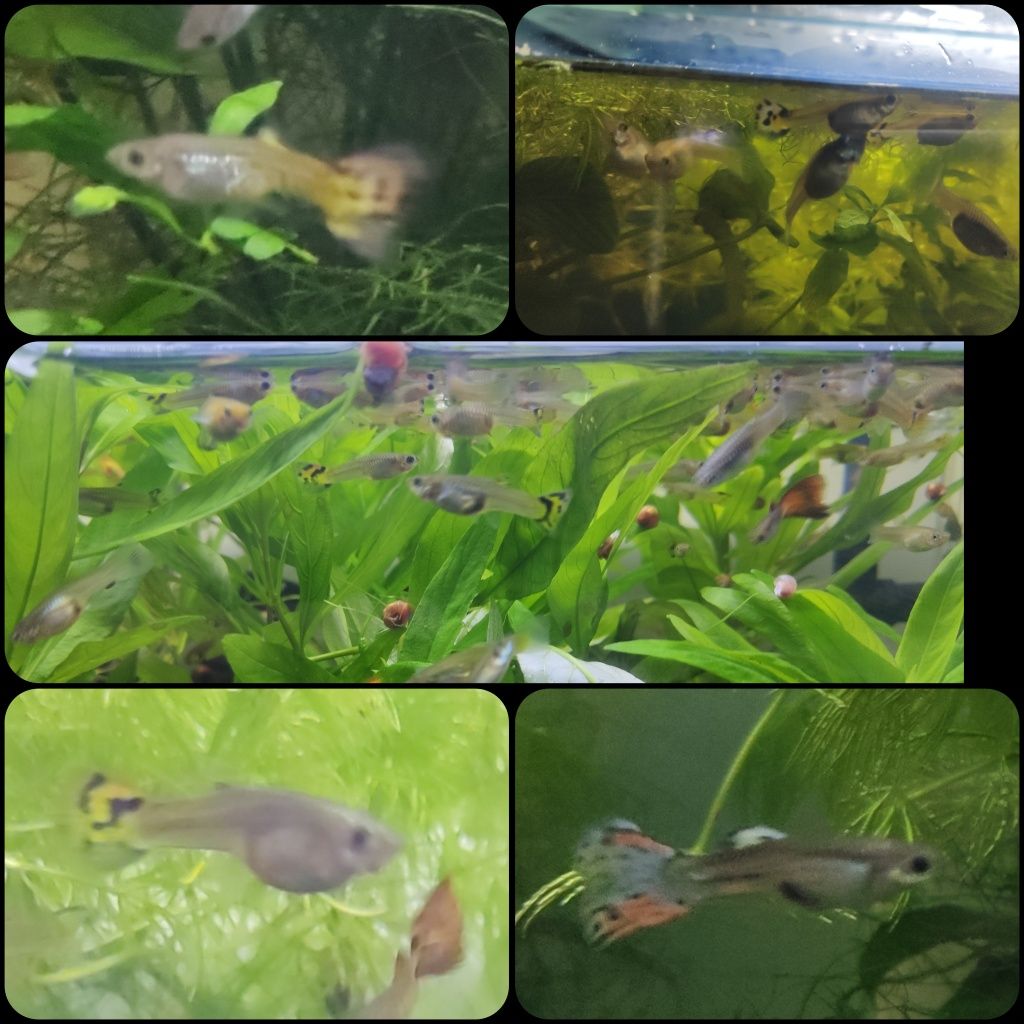 Guppys sortidos M+F