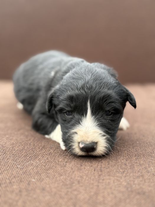 Border Collie piesek szczeniak z metryką