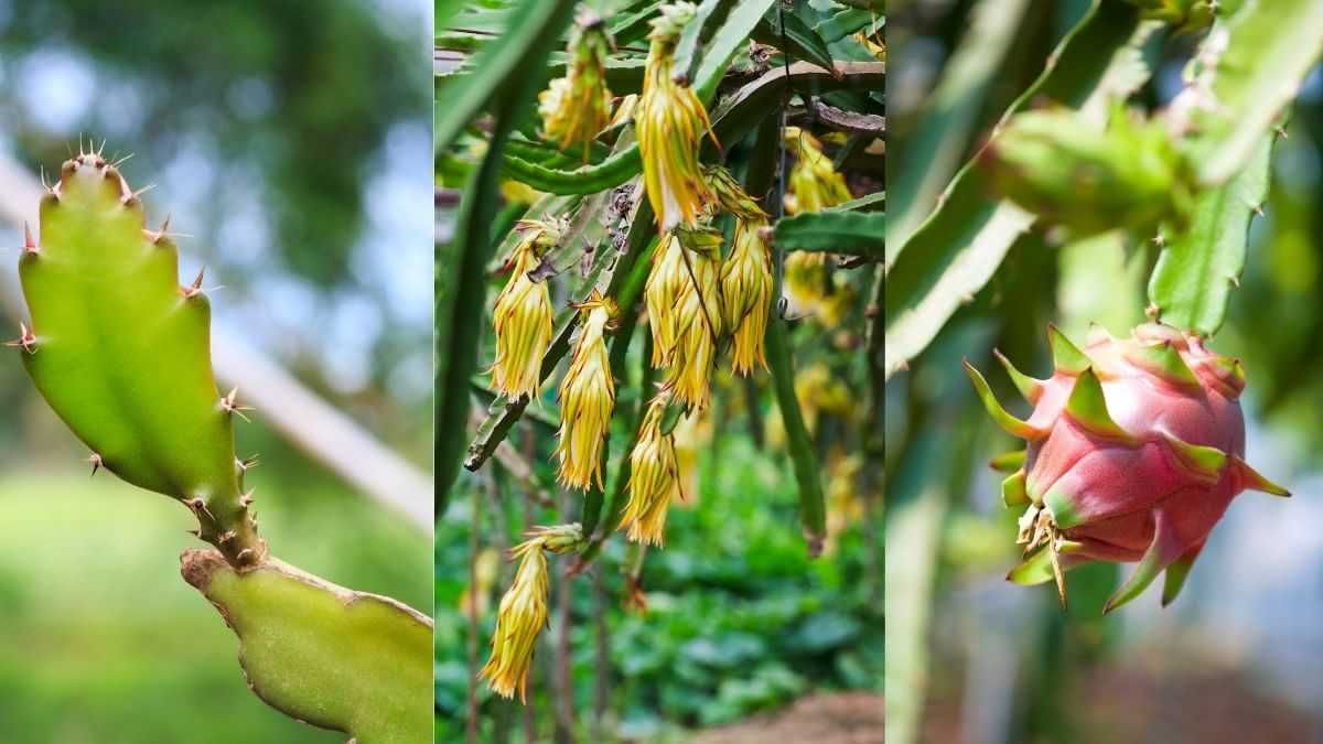 Plantas de Pitayas ou Pitaias - Fruta do Dragão