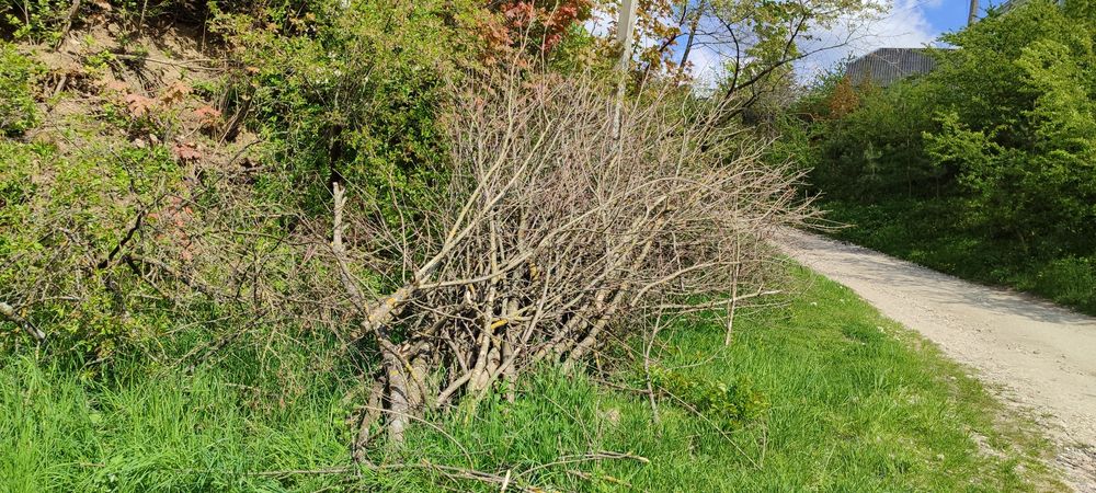 Оренда гілкоруба, подрібнення гілок, послуги гілкоруба,.