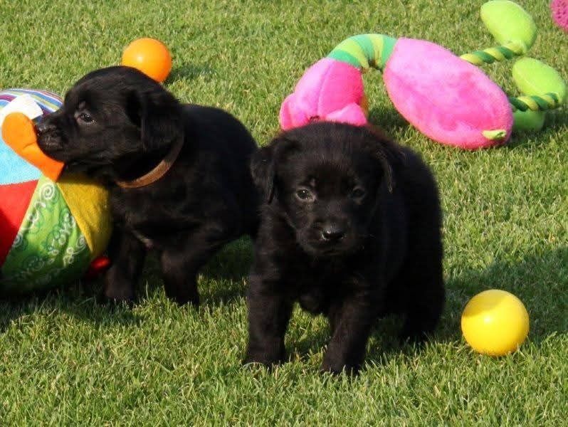 Pies Labrador retriever
