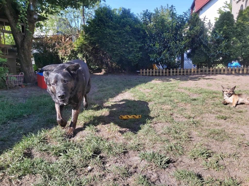 Oddam za darmo- psiak pełen miłości czeka na dom