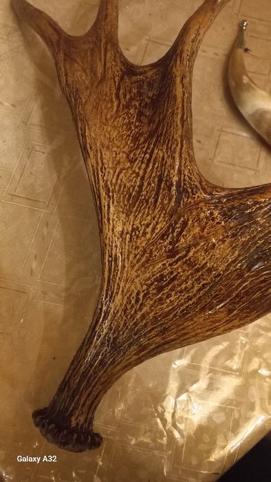 Рогі для декору, лаковані