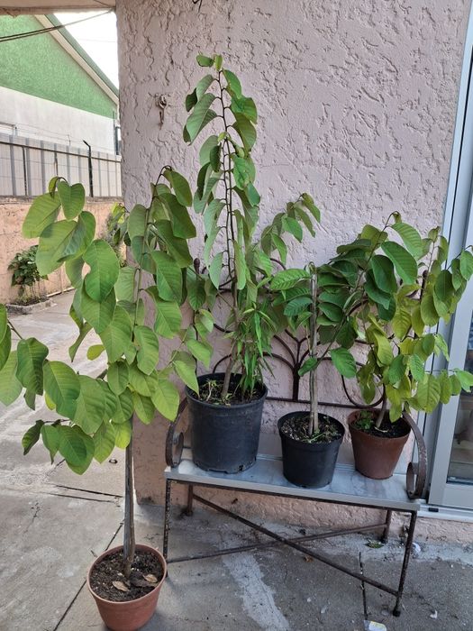 Planta da Anona com 50 cm