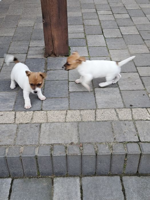 Jack russell terrier