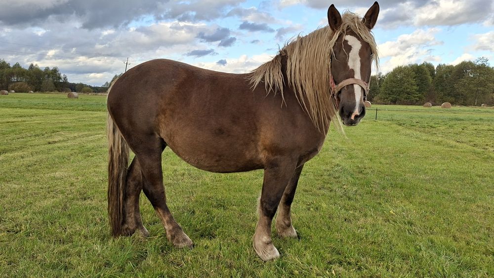 Koń, klacz, polski koń zimnokrwisty