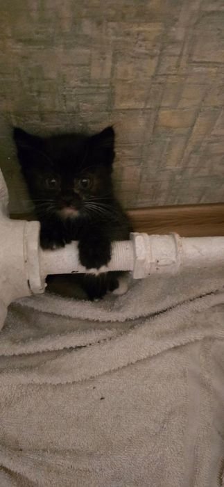 Віддам 1-3 кошенят у добрі руки