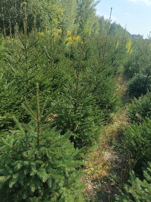 Świerk pospolity do ogrodu na żywopłot kopany nasadzenia transport