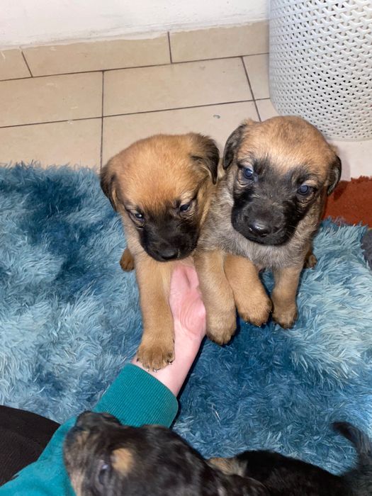 Pieski szukają domu!