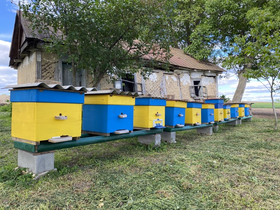 Терміново продам пасіку