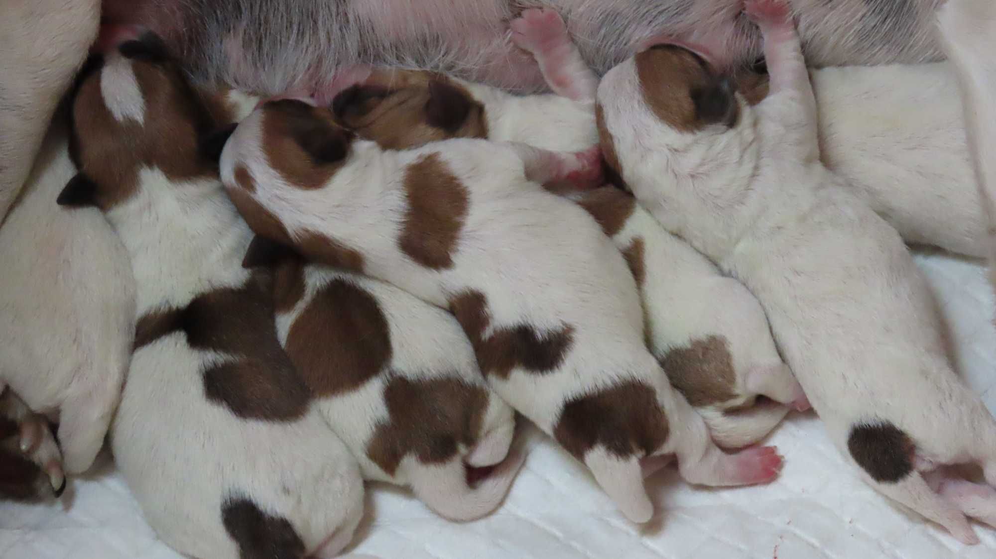 PIESEK Jack Russell Terrier z hodowli BREFIO/ badania genetyczne