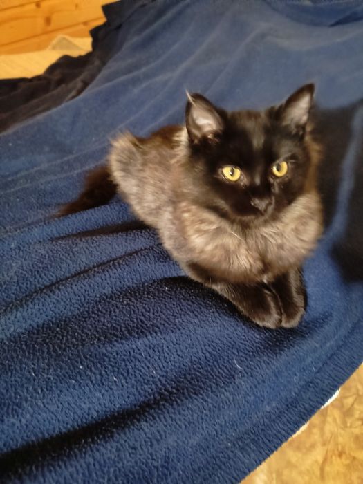 Кошенята віддамо у добрі руки