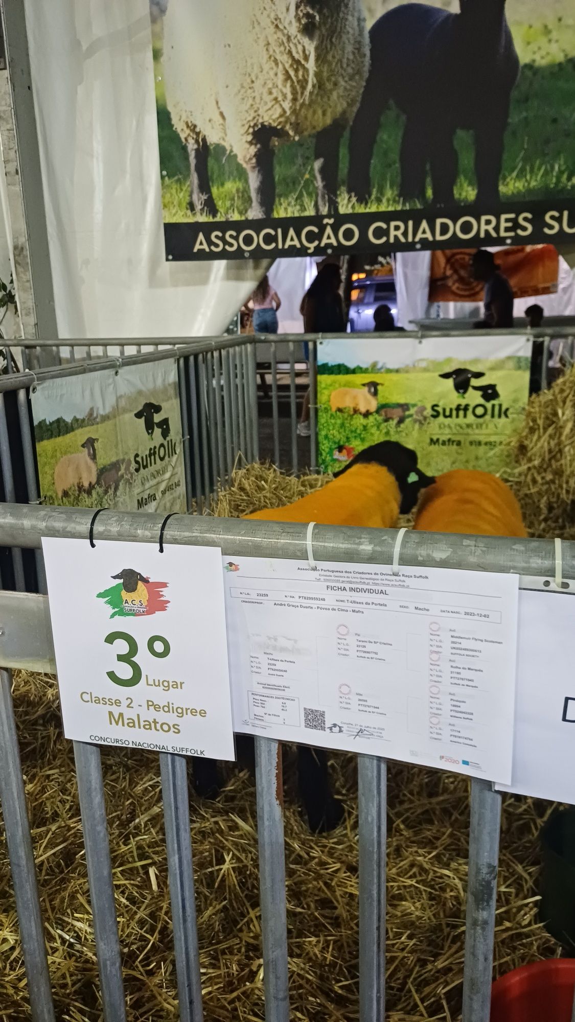 Macho suffolk excelente pedigree