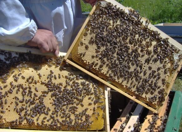 Бджолині матки, карніка, карника, бджоли, бджоломатки