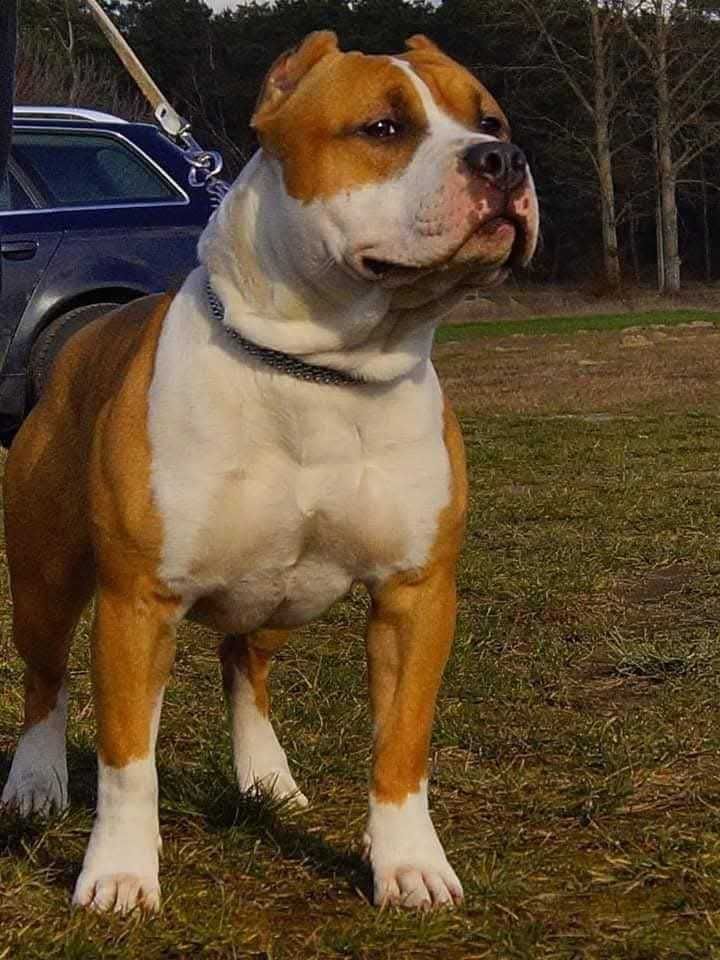 Echo,płowy samiec American staffordshire terrier FCI.DO REZERWACJI