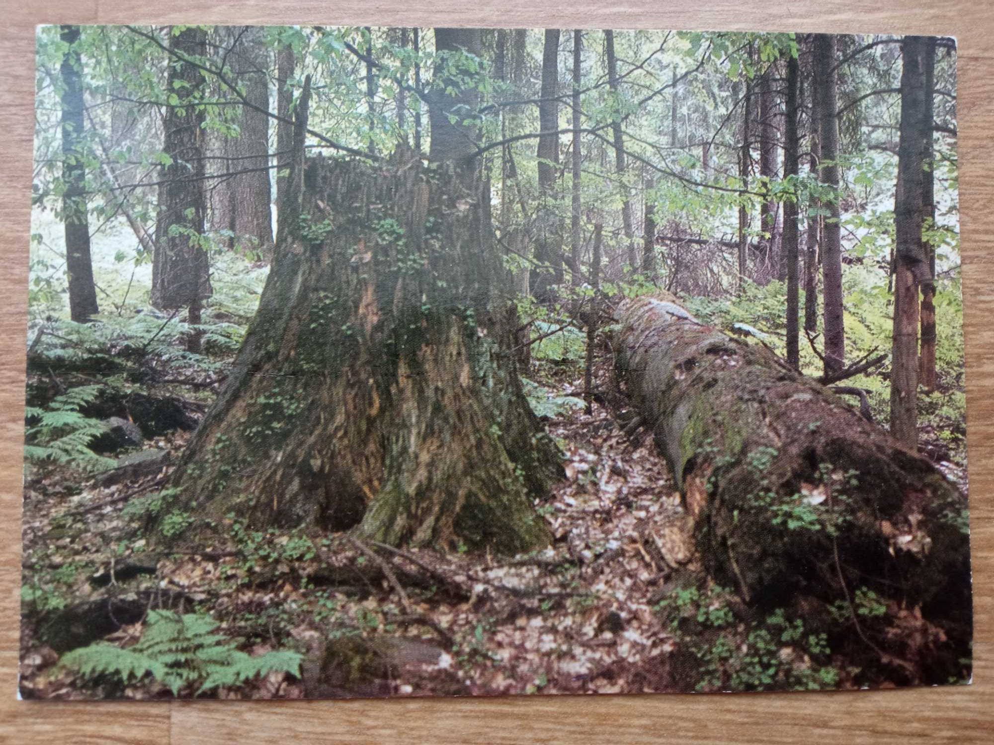 Kartka pocztowa Pocztówka Świętokrzyski Park Narodowy Rezerwat