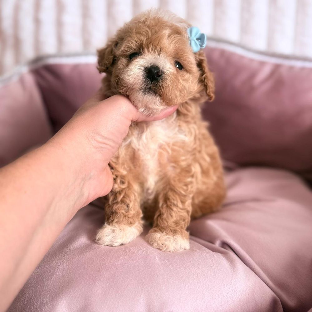 Maltipoo gotowy do odbioru