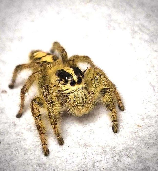 Skakun parki sub/adult Hyllus diardi