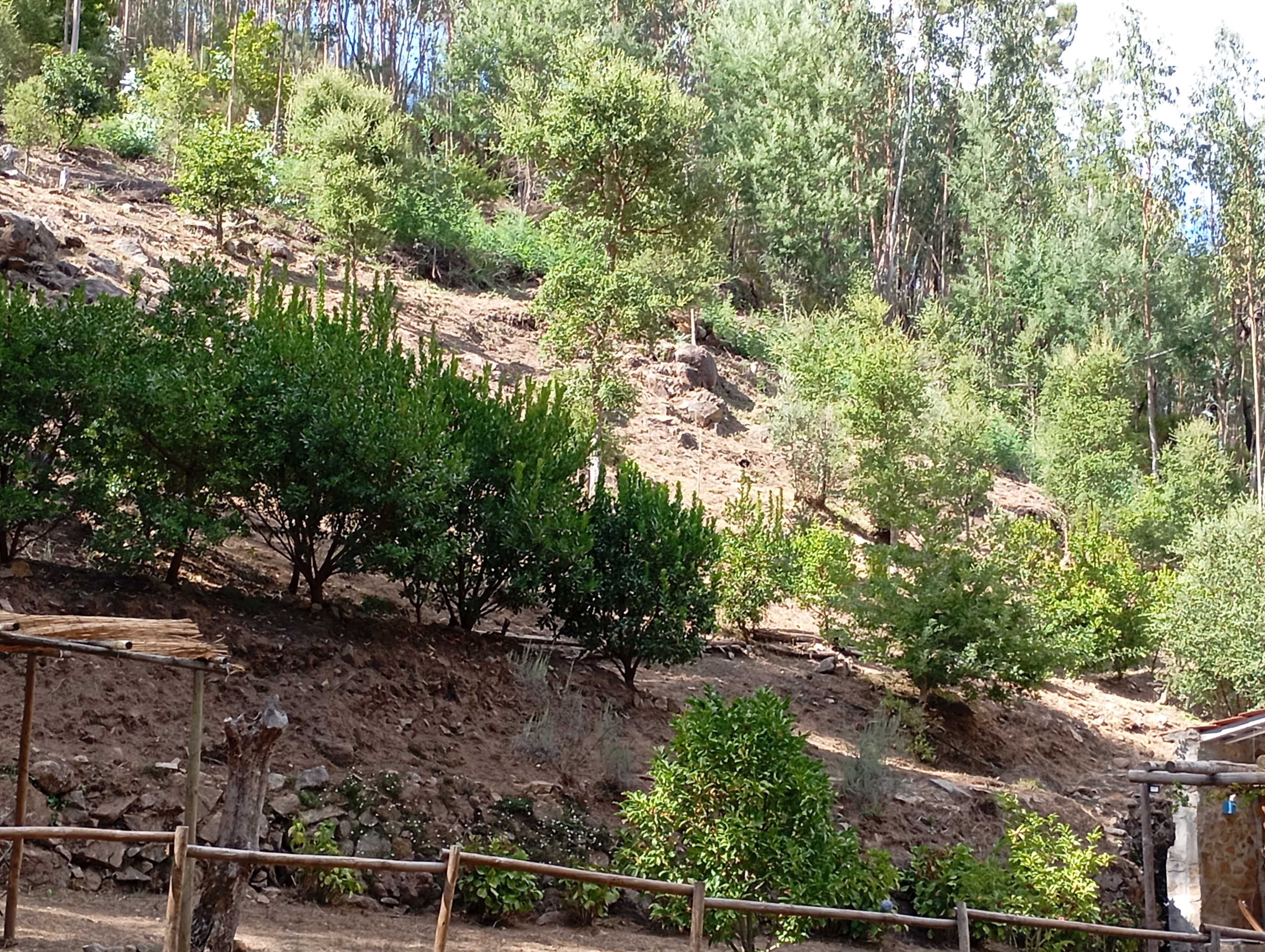Limpeza de terrenos
