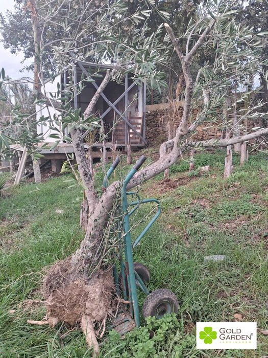 Oliveiras a Bom Preço