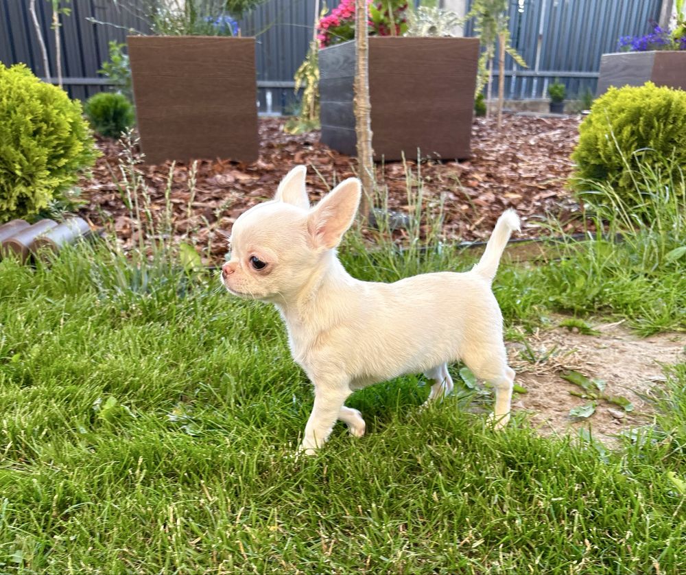 Chihuahua ZKwP ( FCI)