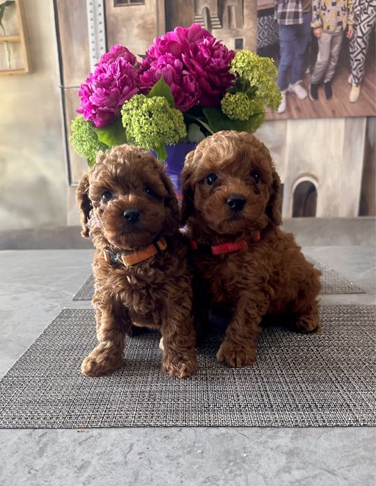 Дівчата той пуделя