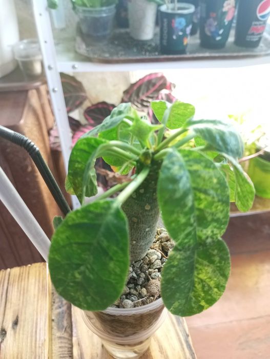 Дорстенія варієгатна / dorstenia foetida variegata
